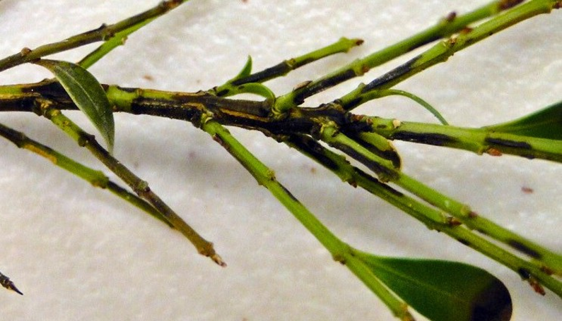 Black lesions on the stem of a boxwood plant.